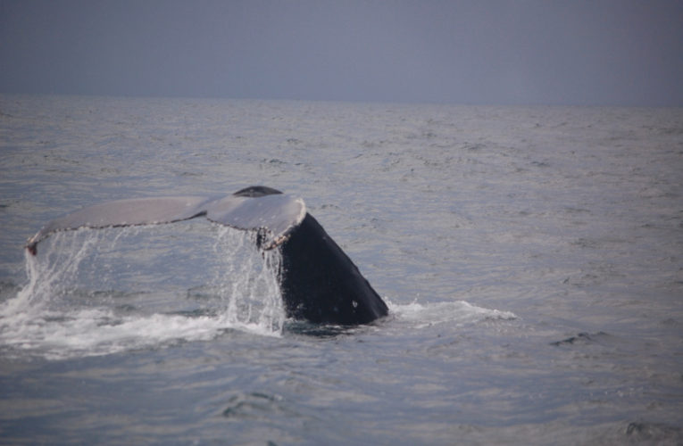 Lake Havasu City: A glimpse of hope? CBD and PTSD.