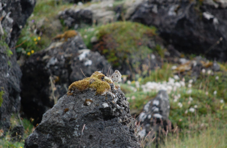 Lake Havasu City: Post-school holidays re-set. PTSD self-scan.
