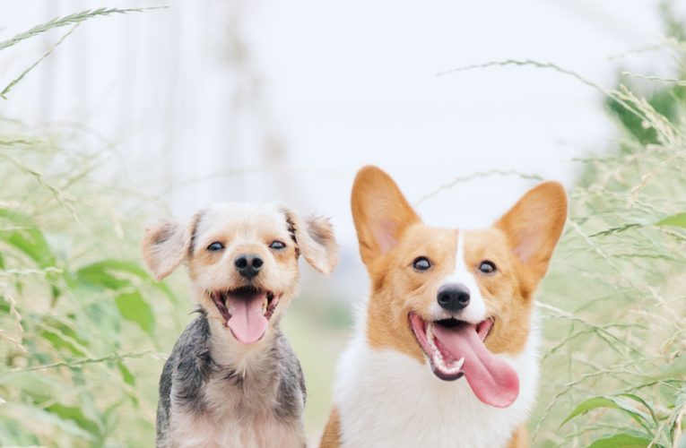 Preventing Home Dog Fights in Lake Havasu City